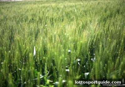 线上体彩视角下的百家乐牌面价值评估与实战策略